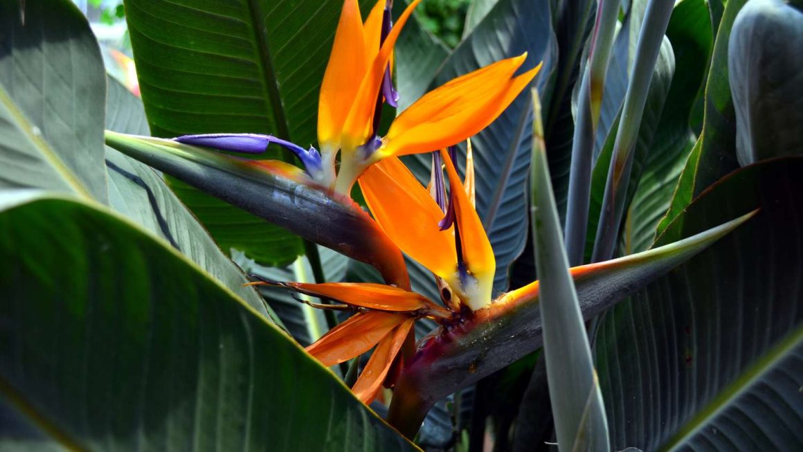 What does the bird of paradise symbolize?