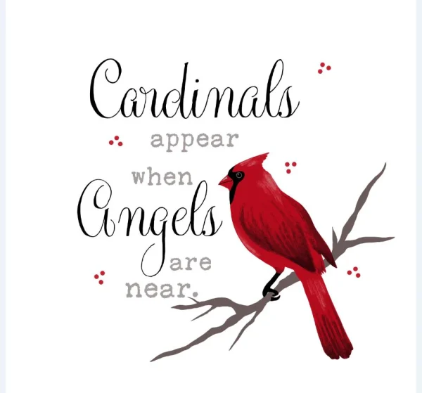 When You See A Cardinal, An Angel Is Near.?
