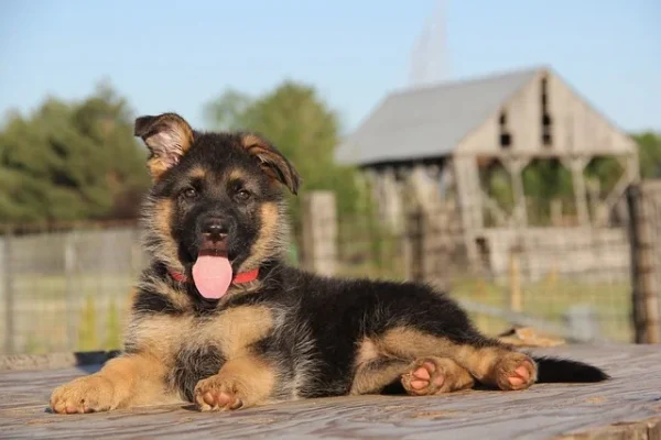 Ultimate Guide To Purebred German Shepherd Puppies
